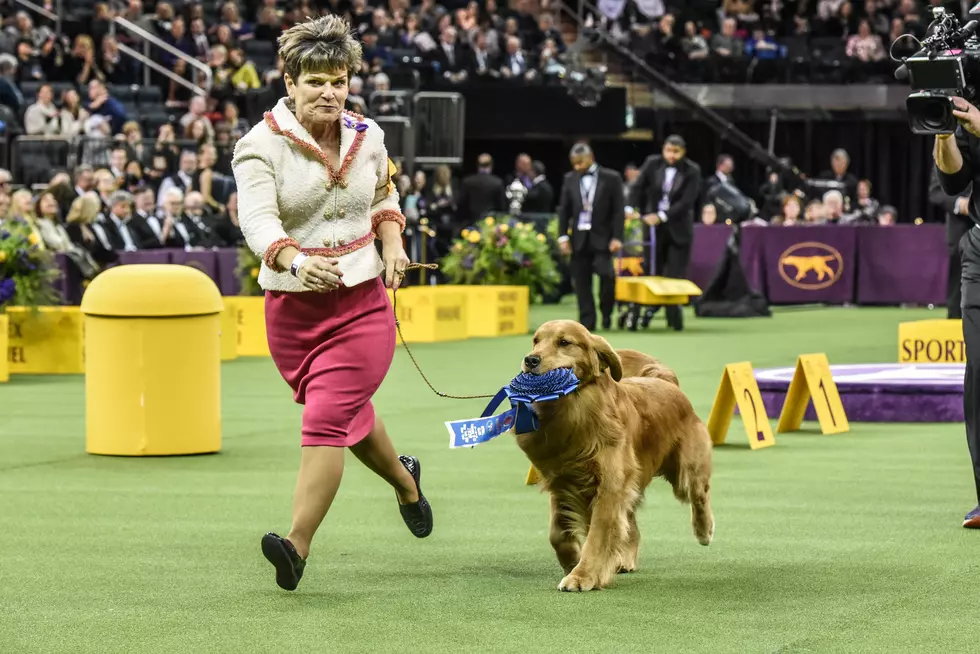 Every Dog Has His Day &#8212; Even If It&#8217;s Not at Westminster