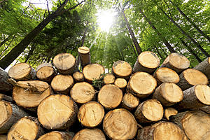 Umatilla National Forest Offers Free Firewood Cutting Dates