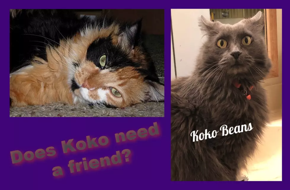 Does Koko Need A Friend?