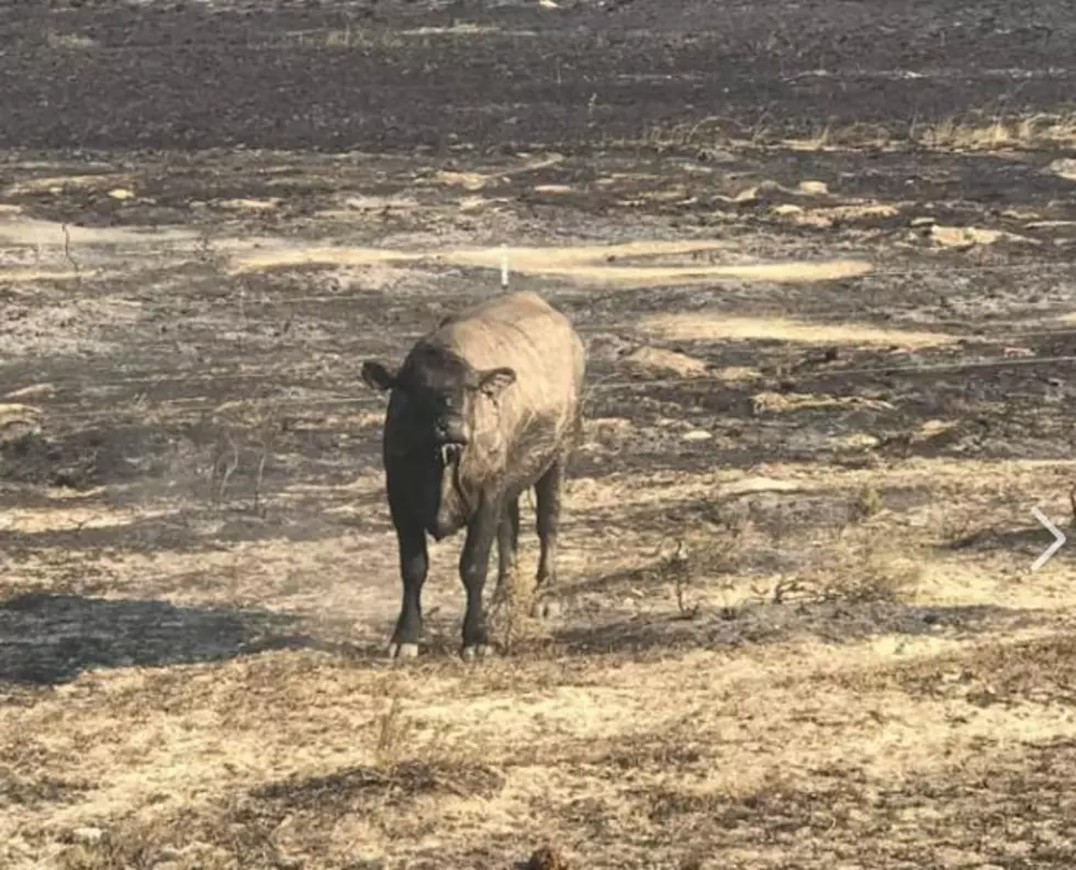 Hay Needed to Feed over 8,000 Surviving Cattle in Washington 