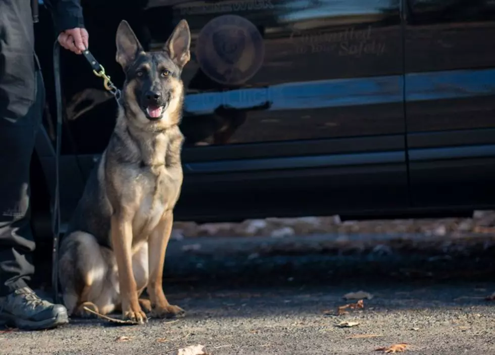 K9 Ivan Does The Job, Gets Another Bad Guy