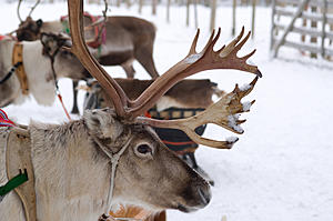 Santa And His Reindeer Will Be in Kennewick Saturday