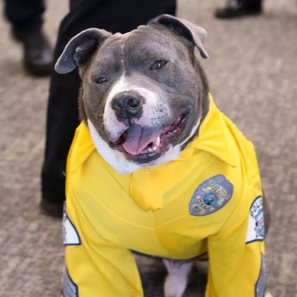 Pasco Pit Bull With Brain Tumor Becomes Honorary Fire Department Dog