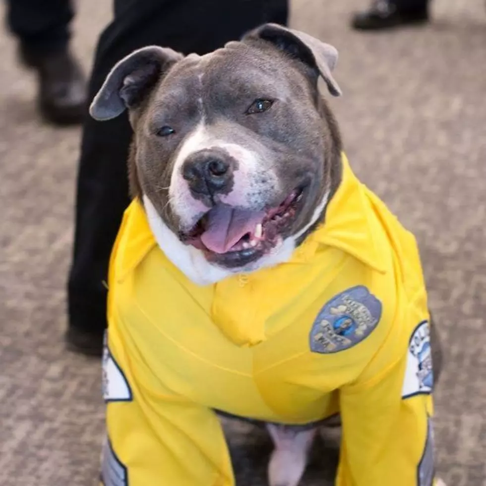 Pasco Pit Bull With Brain Tumor Becomes Honorary Fire Dept. Dog