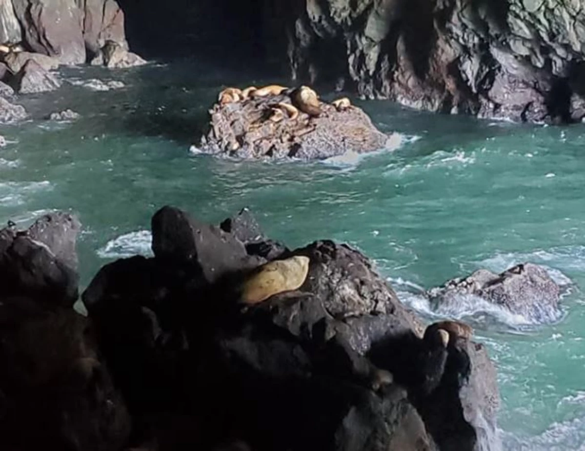 Oregon’s Sea Lion Caves Reopens to the Public [PHOTO]