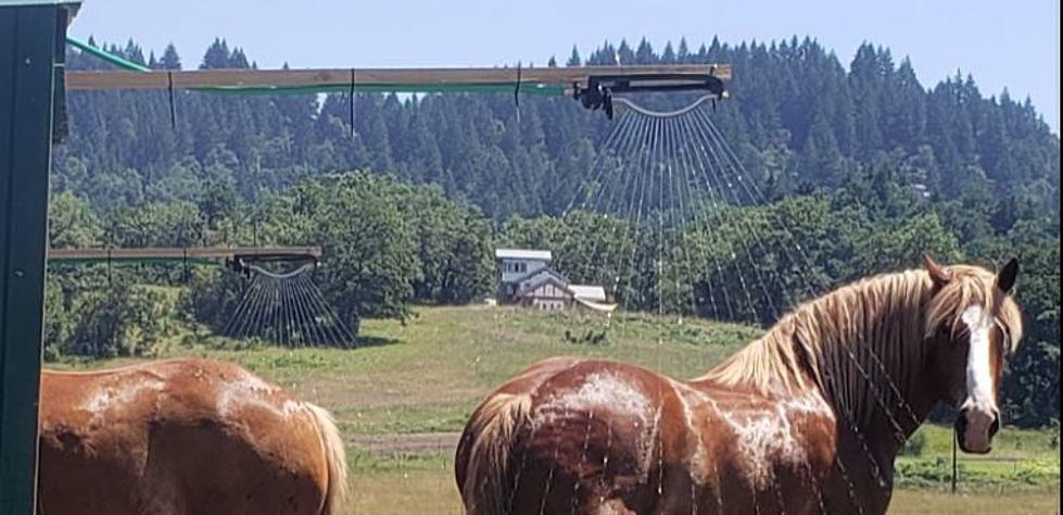 Keep Your Horse Cool With &#8220;MacGyvered&#8221; Sprinklers [PHOTO]