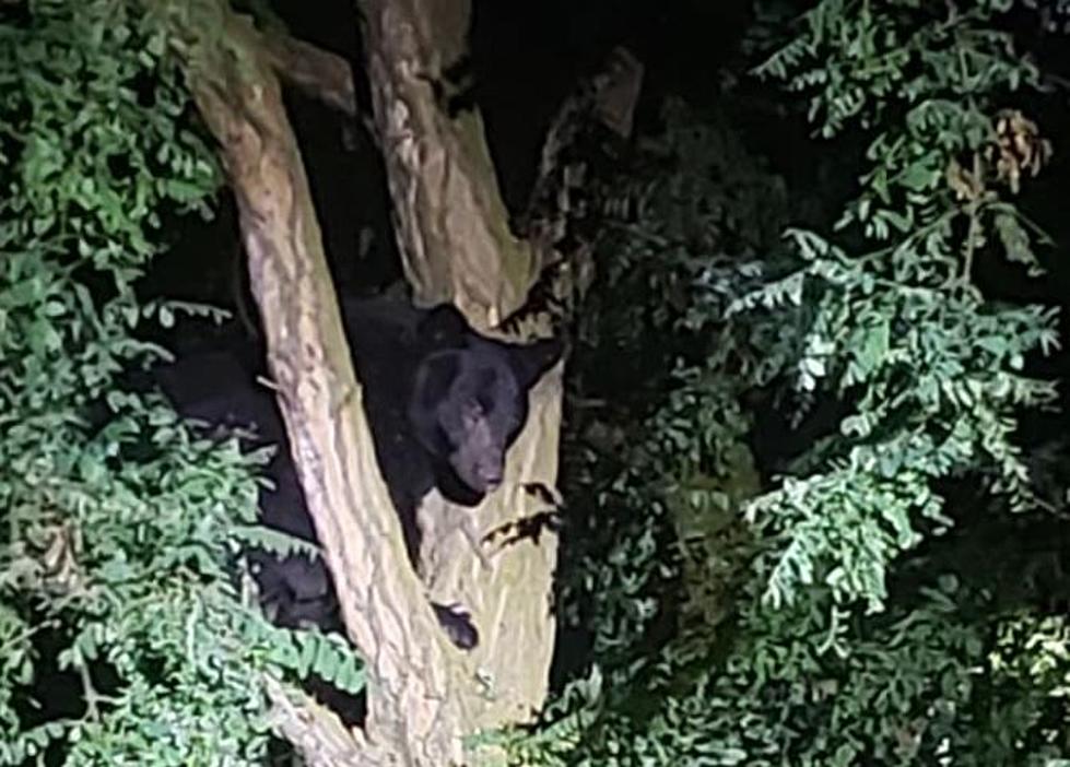Walla Walla Resident Shockingly Finds Bear in Her Yard Up A Tree!