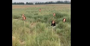 Mysterious Severed Heads Appear In Kennewick Field [PHOTO]