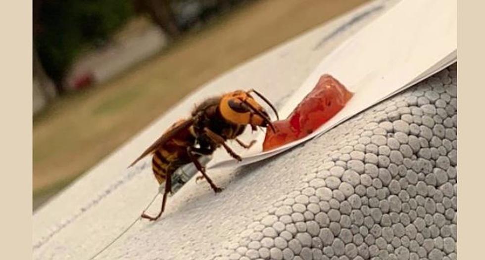 Washington Asian Giant Hornet Captured in Hope to Find Nest!