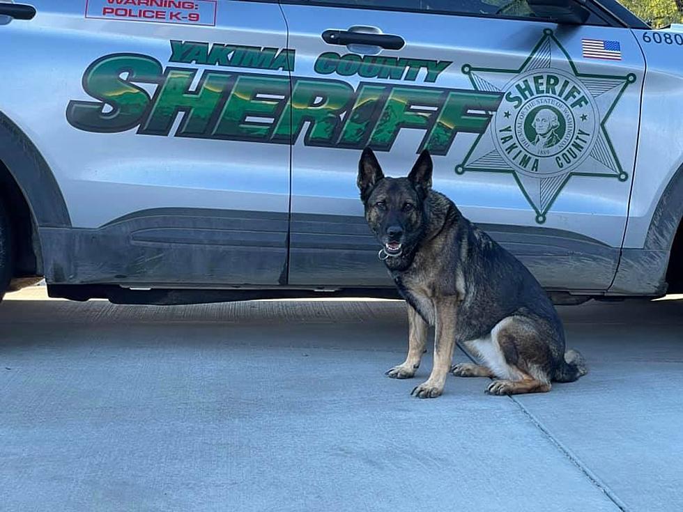 Yakima K9 Zuza Helps Police Capture Murder Suspect From Pendleton