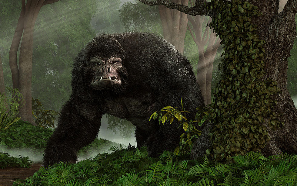 Can You Hear A Washington Bigfoot Screaming? “Experts” Say So…