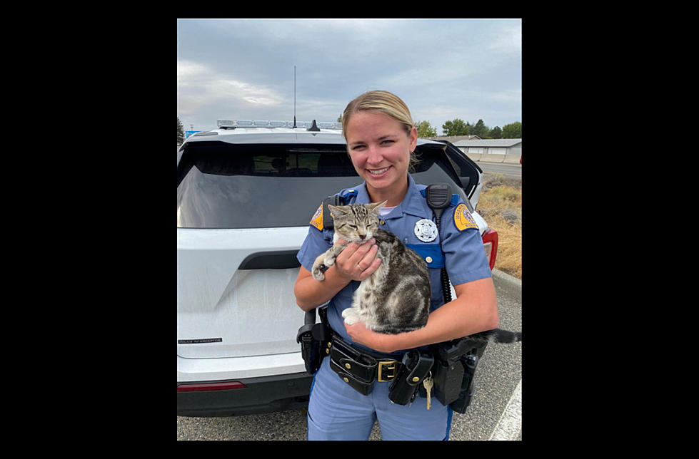 Blue Bridge Back Up Brings Big Love to Cat  on the Run