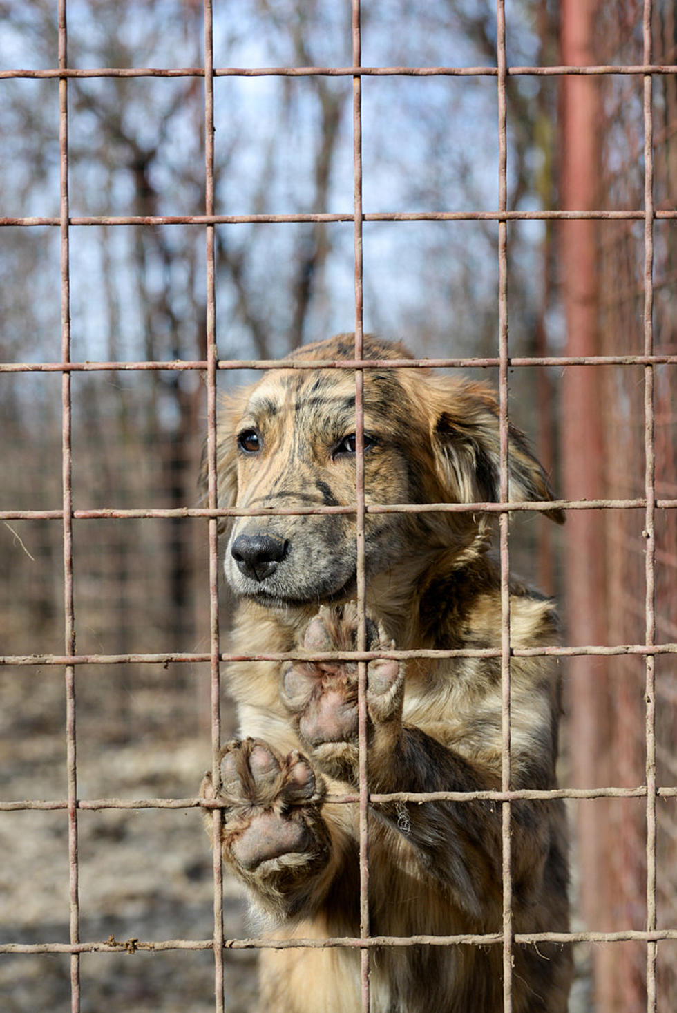 Tri-Cities Animal Shelter Woes Worsen As Animals Removed