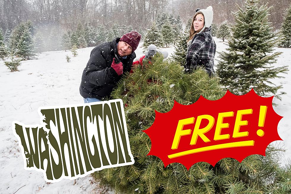 Here’s How You Can Get A Free Christmas Tree in Washington State