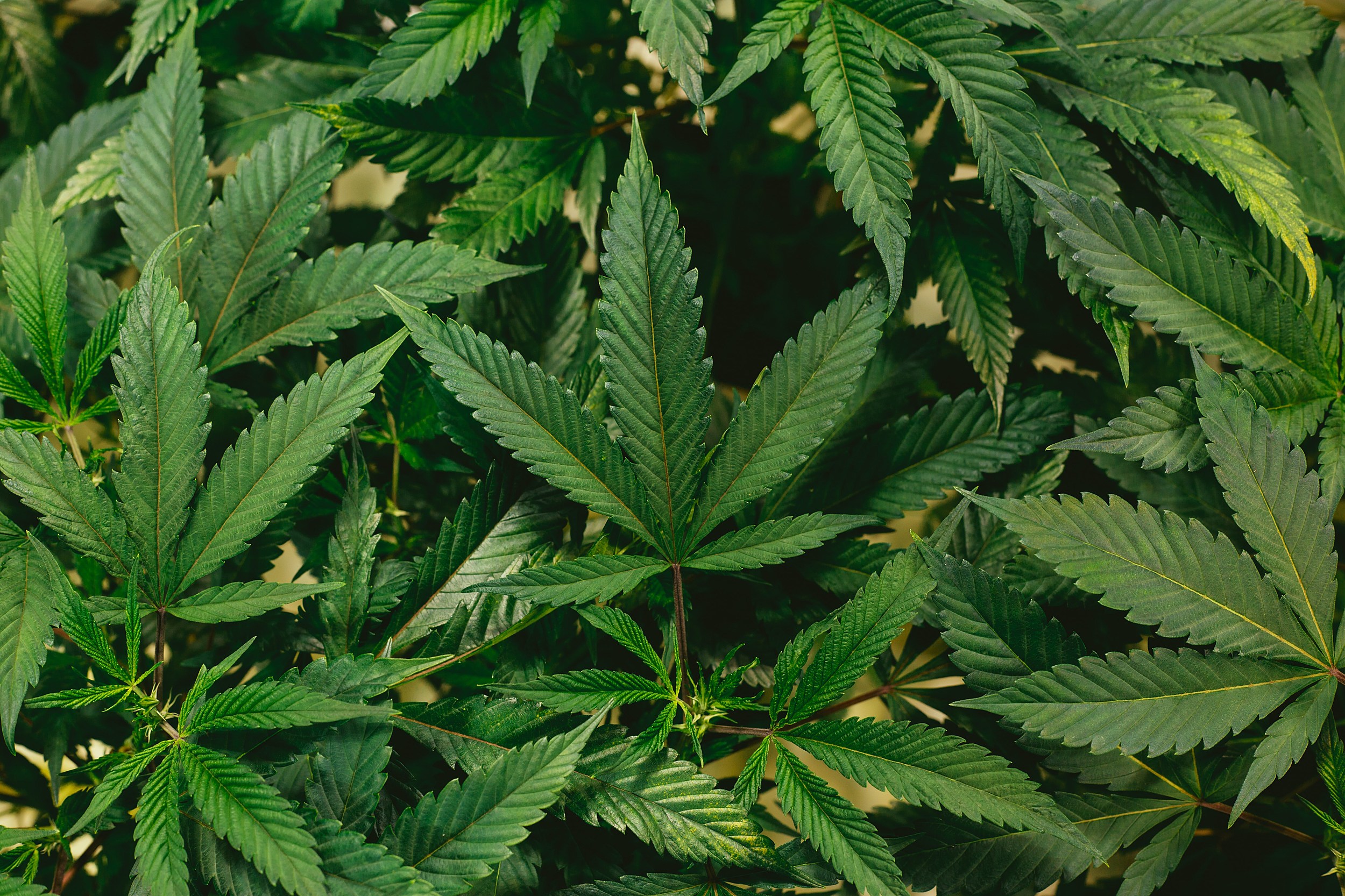 Huge $3 Million Cannabis Crop in Touchet Sabotaged by State