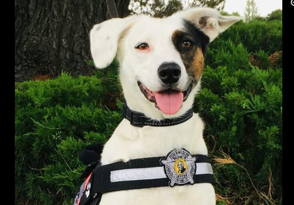 Washington Super Dog Puddles “Sniffer” Performs An Unusual Job