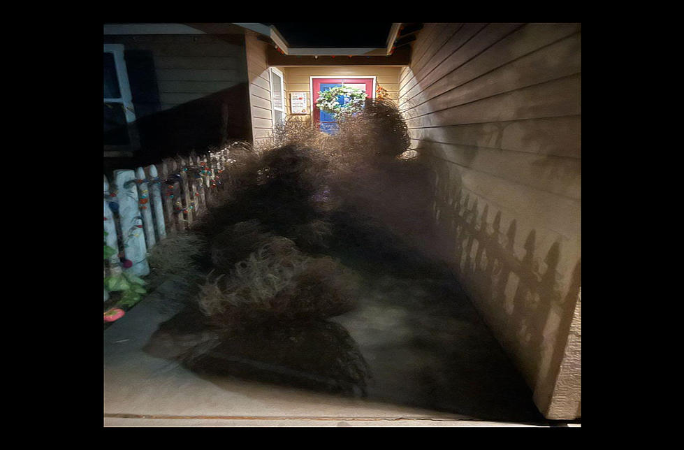 WA High Winds are Blowing Tumbleweeds & More to Doorsteps!