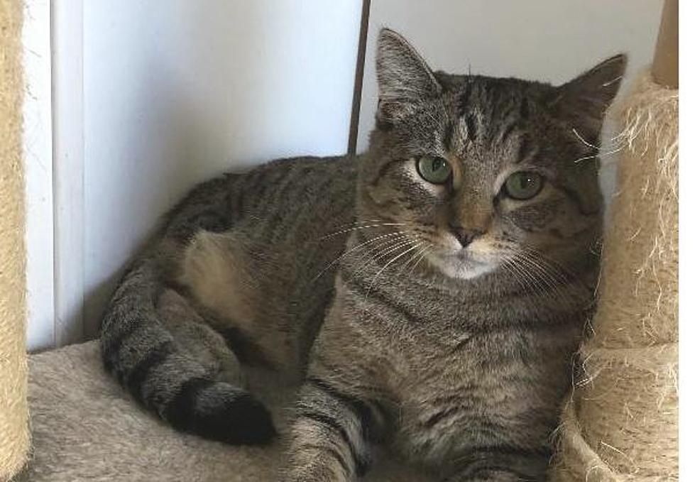 Sweet Three-Legged Pasco Cat Needs To Find A Home ASAP