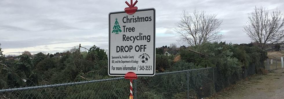 Free Christmas Tree Recycling Is Now Open in Pasco