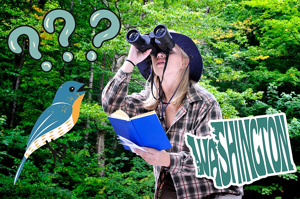 Can You Guess the Most Common Bird You’ll See in Washington State?