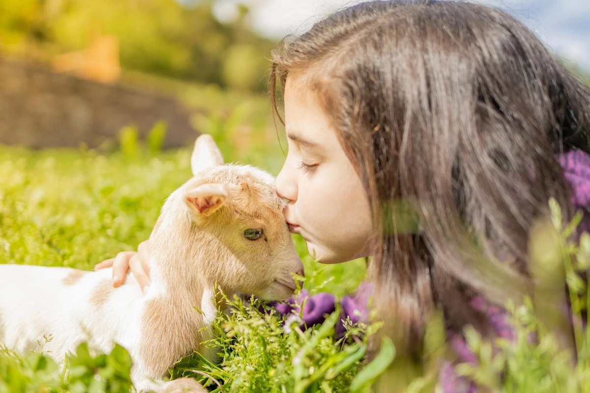 Kiss the goat. Девочка с ягненком. Девушка целует козу. Ягненок для детей. Девочка целует барашка. Kiss the goat. Девочка с ягненком. Девушка целует козу. Ягненок для детей. Девочка целует барашка.