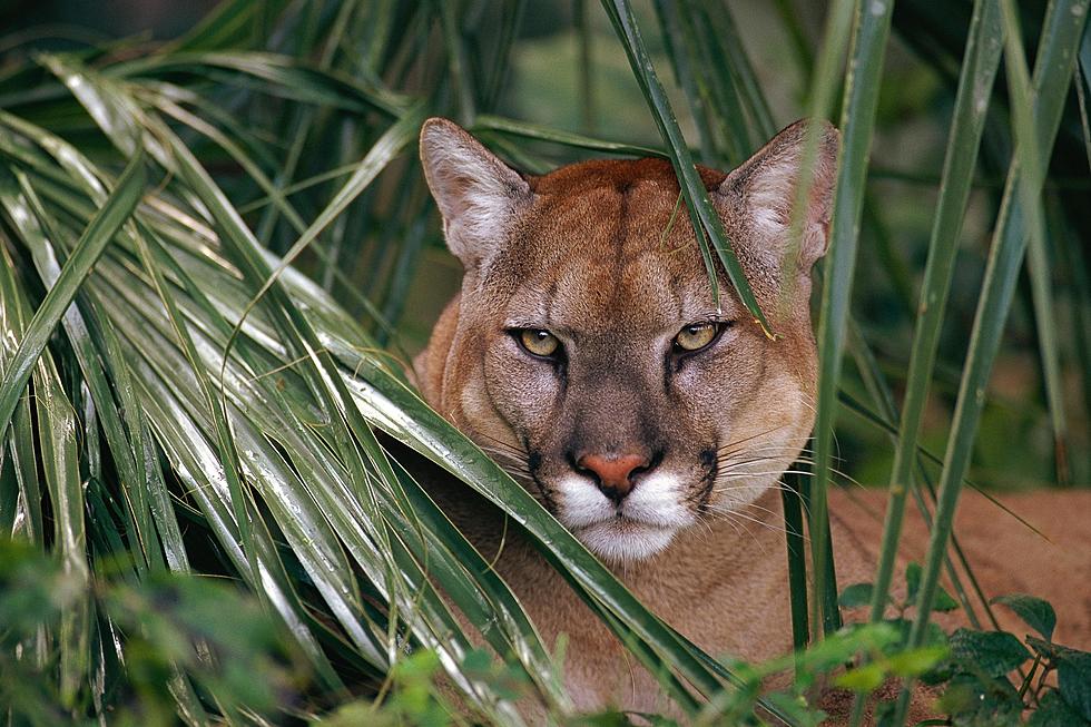 *Update* Cougar Shot and Killed by Benton County Sheriff’s Deputies