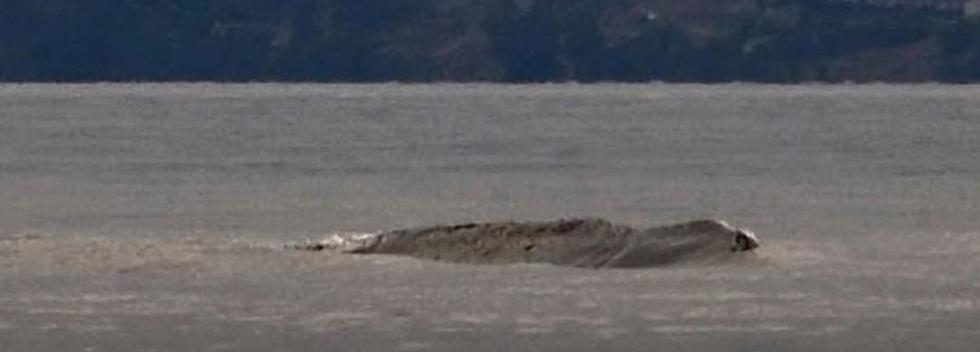 Chelan&#8217;s Enormous Lake Monster Ogopogo Will Make You Think Twice About Swimming