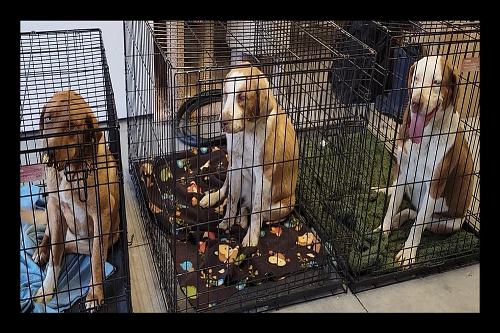 3 Dogs Rescued in Finley by Good Samaritans After Encountering Porcupines [VIDEO]