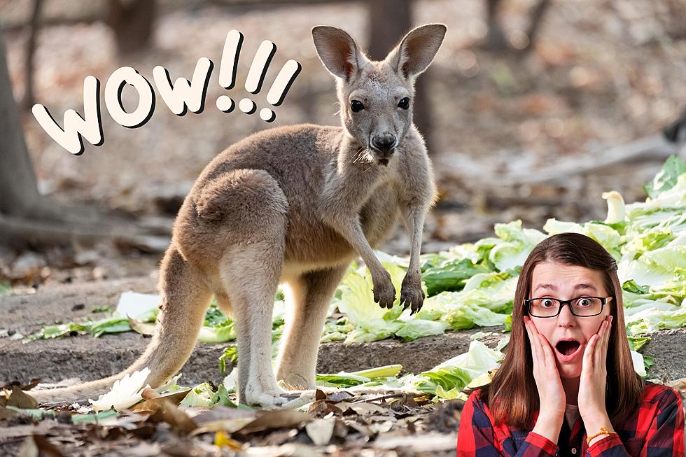 Did You Know There&#8217;s a Kangaroo Farm in WA? It&#8217;s in Arlington&#8230;