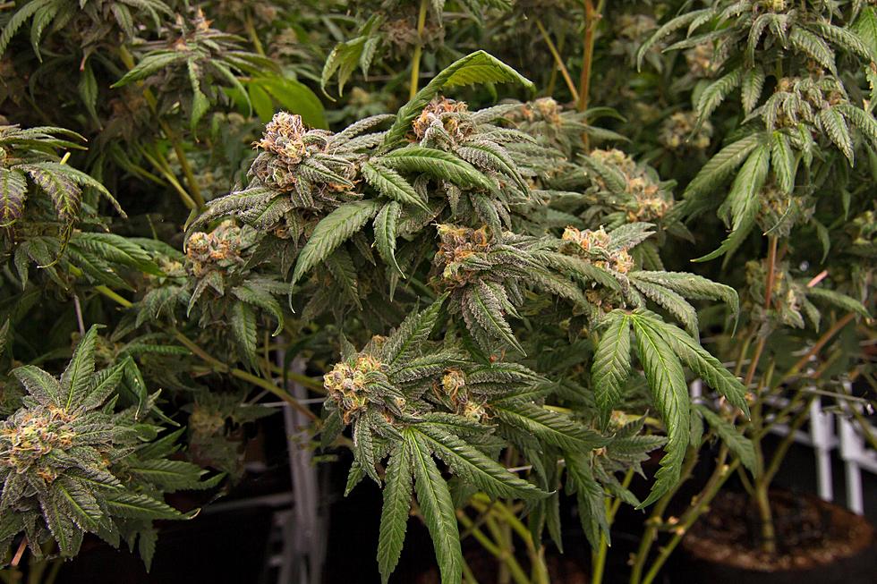 Oregon Narcotics Team Busts Massive Illegal Grow, 18,400 Pot Plants Seized