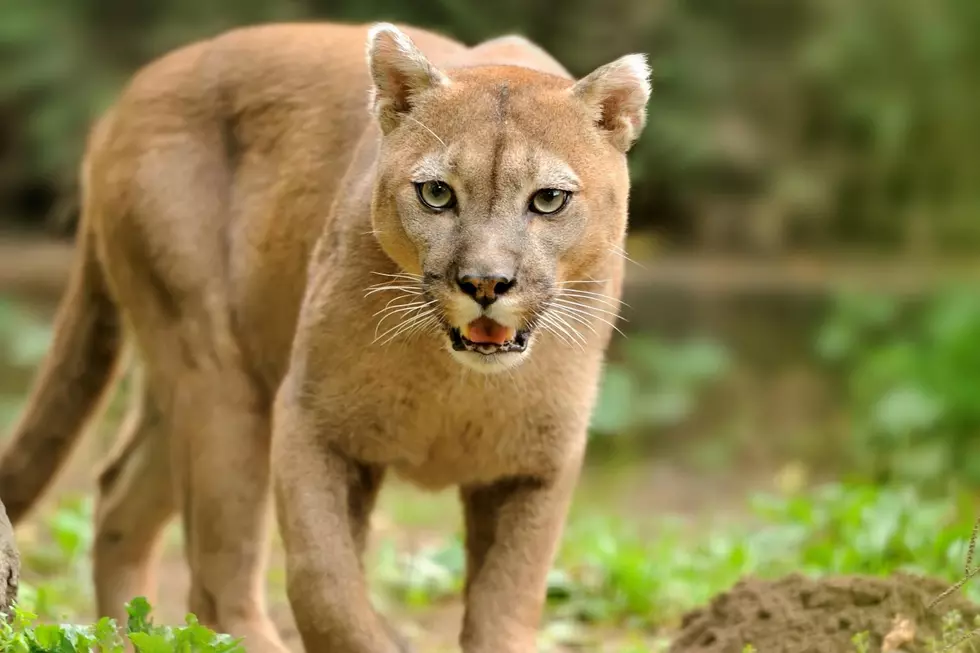 Cougar Seen Jumping Into Kennewick Pool Near Zintel Canyon on Friday Night