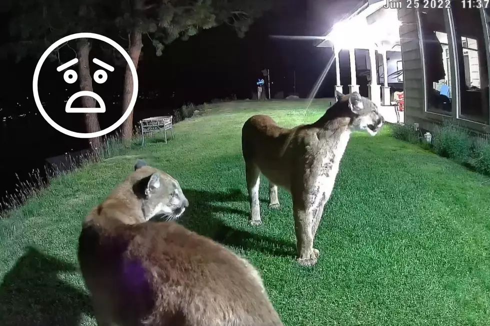 Remarkable Video Shows Sneaky Cougars Too Close to Home