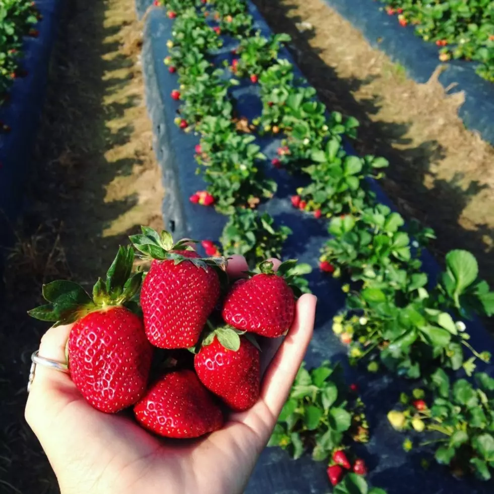 Middleton Farms Facebook