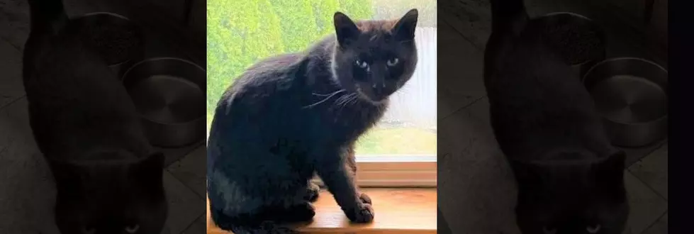 Wet Nose Wednesday: Gorgeous Black Cat Up For Adoption