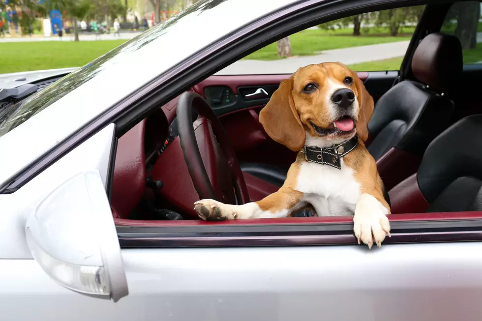 Leave a Dog In a Hot Car in Yakima? You Could Face a Big Fine