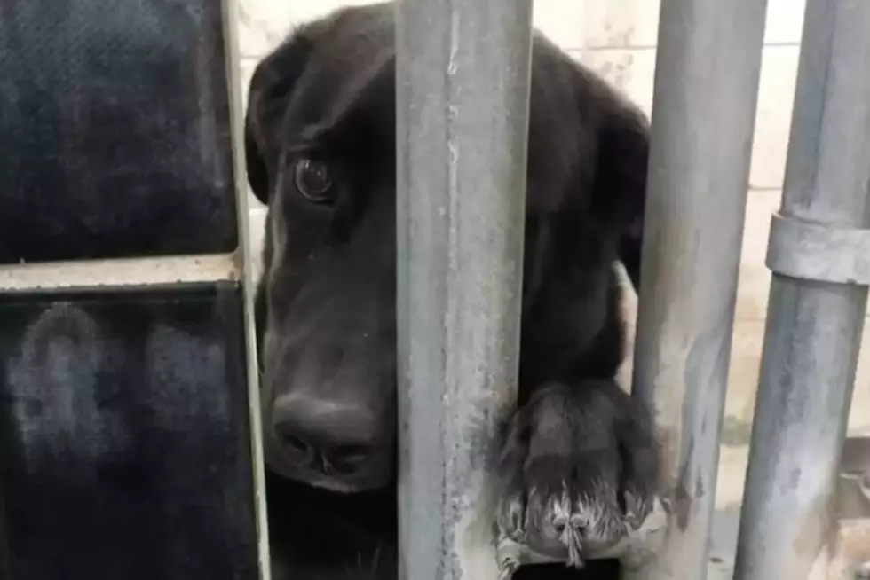 Heartwarming Pasco Shelter Dog Shakes Hands of Potential Adopters [VIDEO]