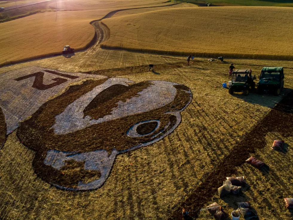 Astonishing Washington State WSU Crop Mural Can Be Seen From Space