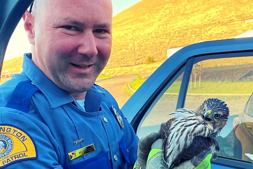 Despite Dangerous Traffic, WSP Trooper Saves Life of Injured Hawk
