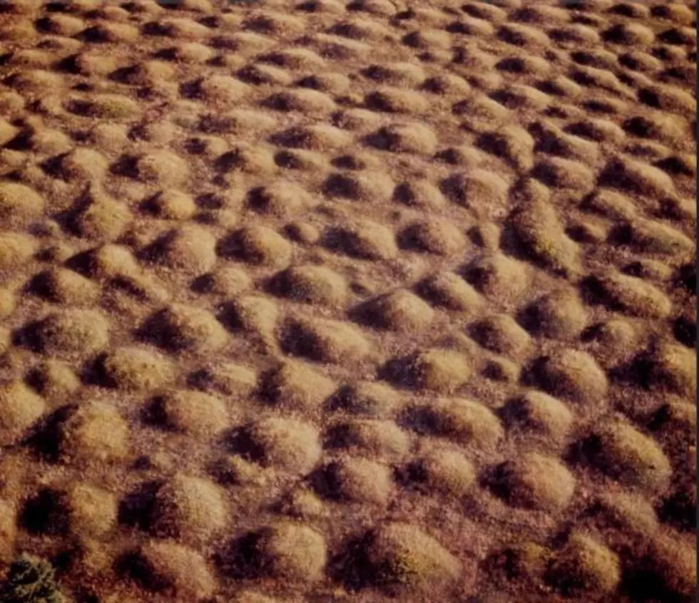 Washington State’s Mysterious Mima Mounds Feels Like an Alien World