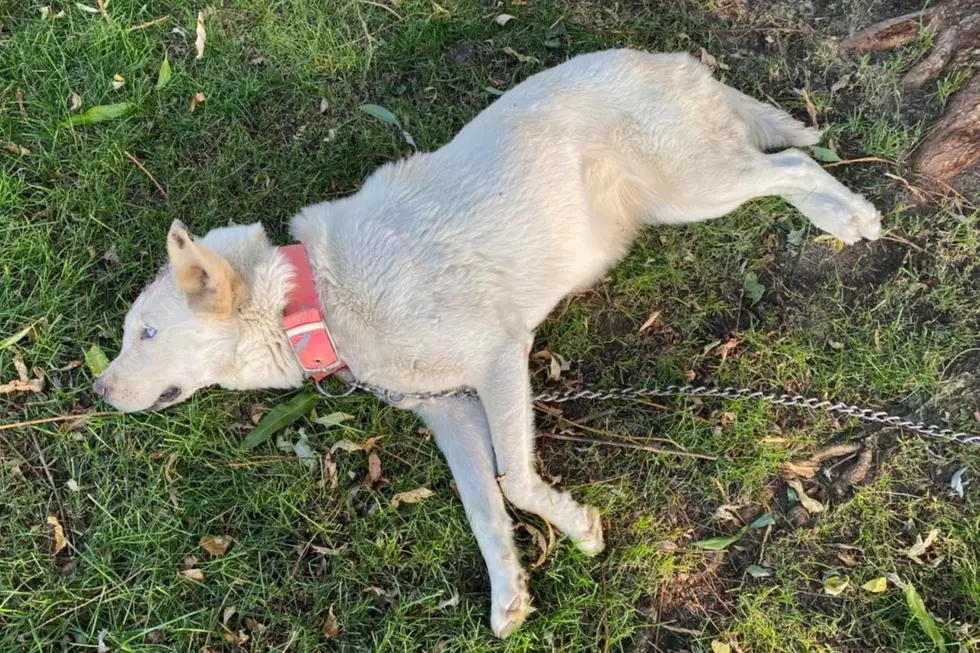 Husky Fighting for Life, Found Shot in Head in Franklin County