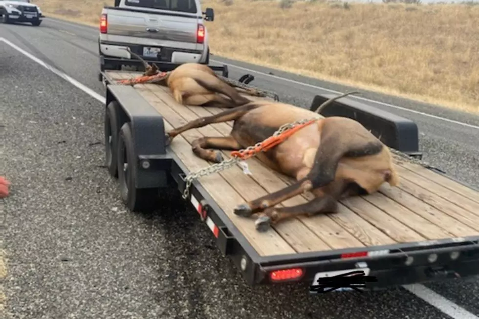 Elk Killed in Monday Morning Crash on SR 240 in Benton County