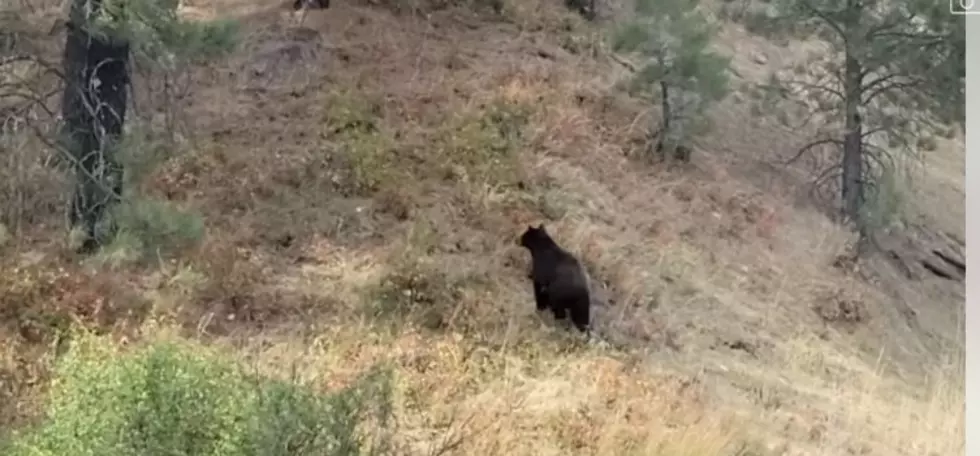 Watch Momma Bear and Cub Reunited After Save From Washington State DOT [VIDEO]
