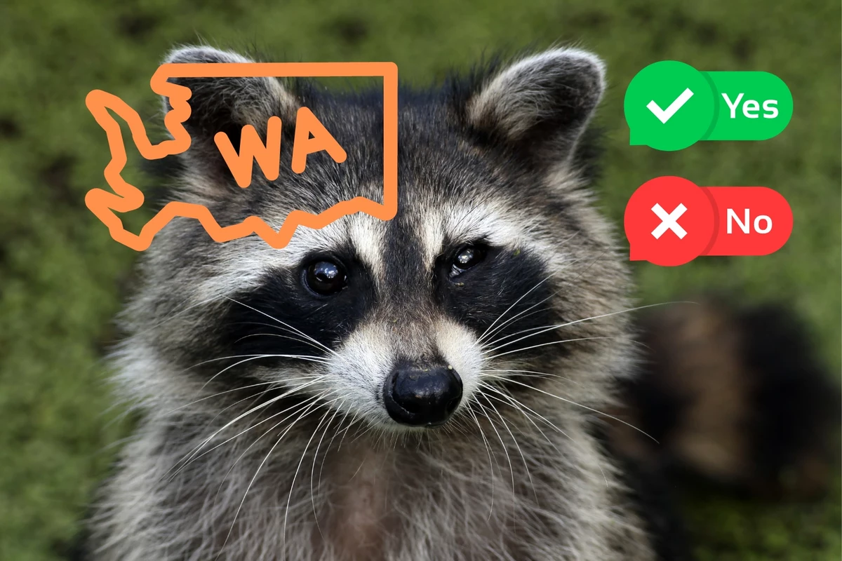 Ofte talt Smigre Slime Is it Legal to Have a Pet Raccoon in Washington State?