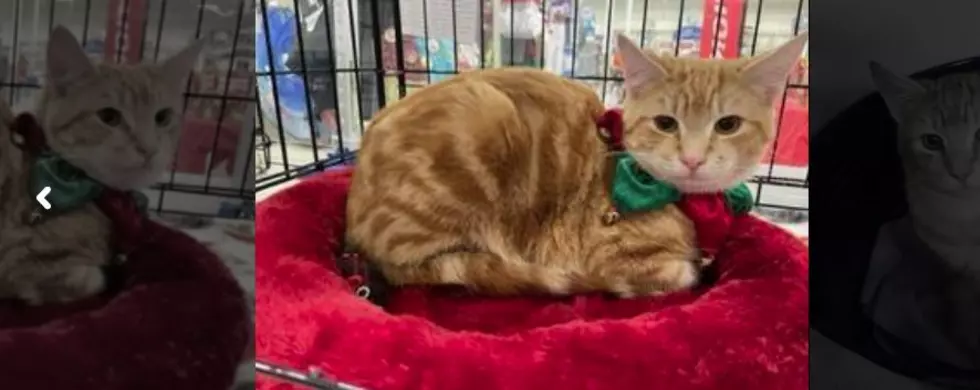 Can You Make a Christmas Miracle Happen for Tri-Cities Kitties?