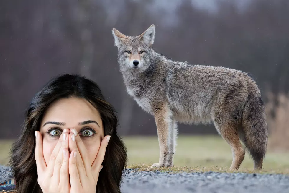 Hungry Coyotes Are Prowling Tri-Cities Neighborhoods, Protect Your Pets