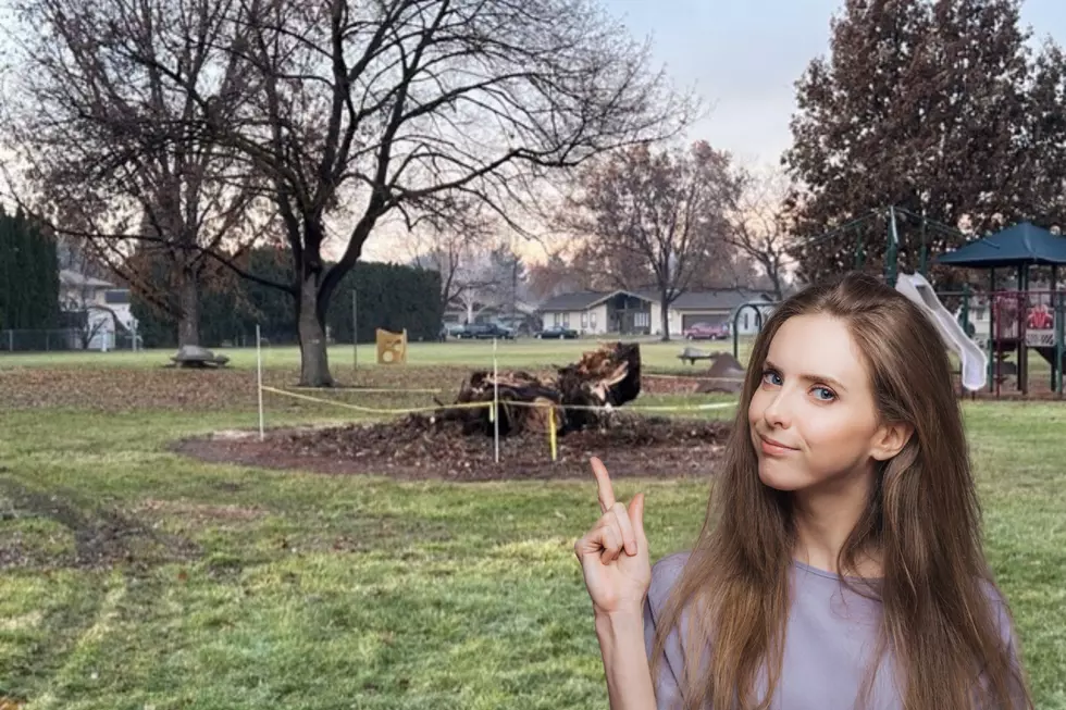 Am I the Only One Missing the Ginormous Tree at Richland&#8217;s Oak Park?