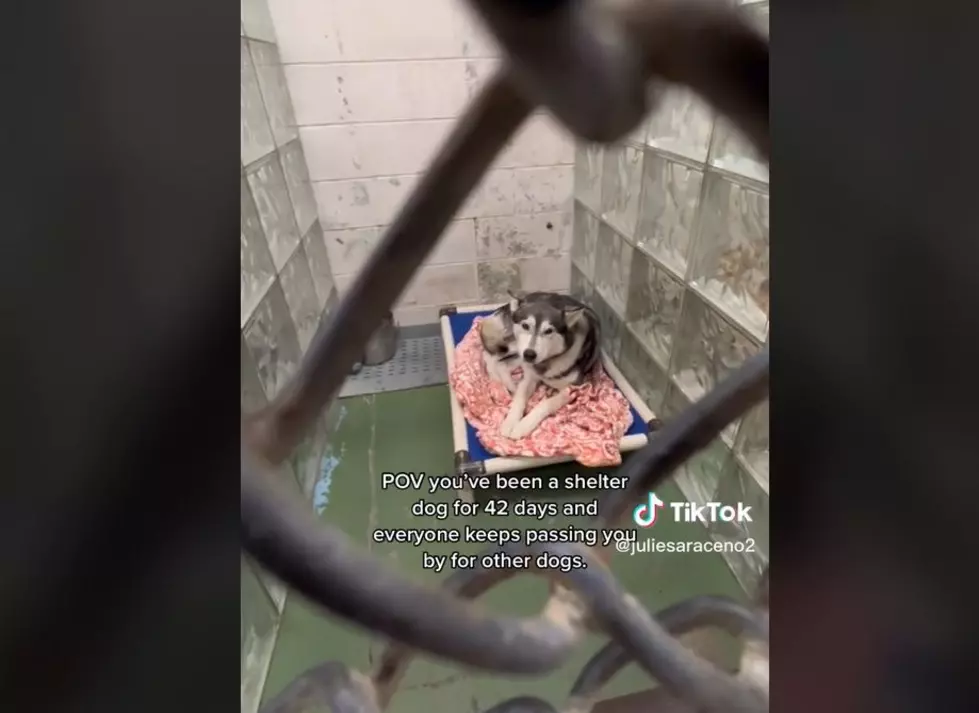 Sad: Pasco Shelter Dog Refuses Treat, Goes Tik Tok Viral Instead