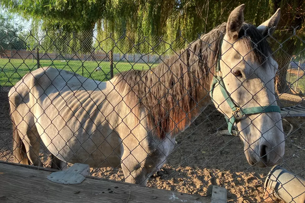 Heart Wrenching Horse Rescue Will Restore Your Trust in Humanity