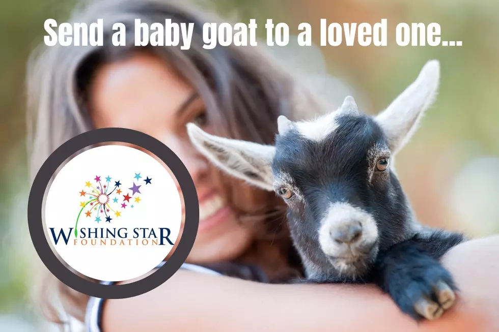 Bring a Smile to Someone by Sending a Baby Goat &#038; Help Others [VIDEO]