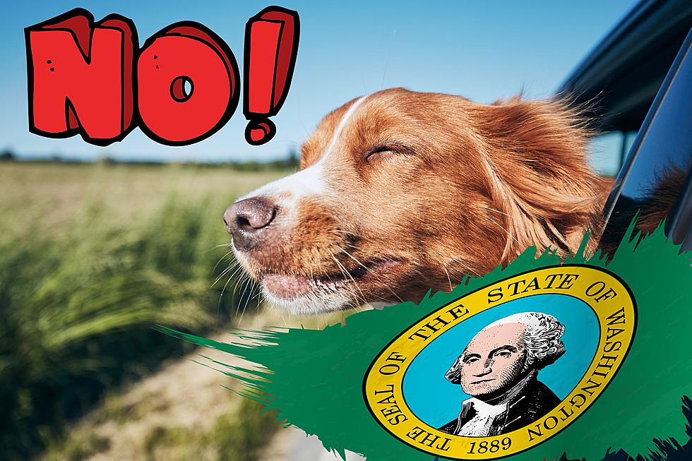 Dogs Sticking Their Heads Out the Window Law, Is Washington Next?